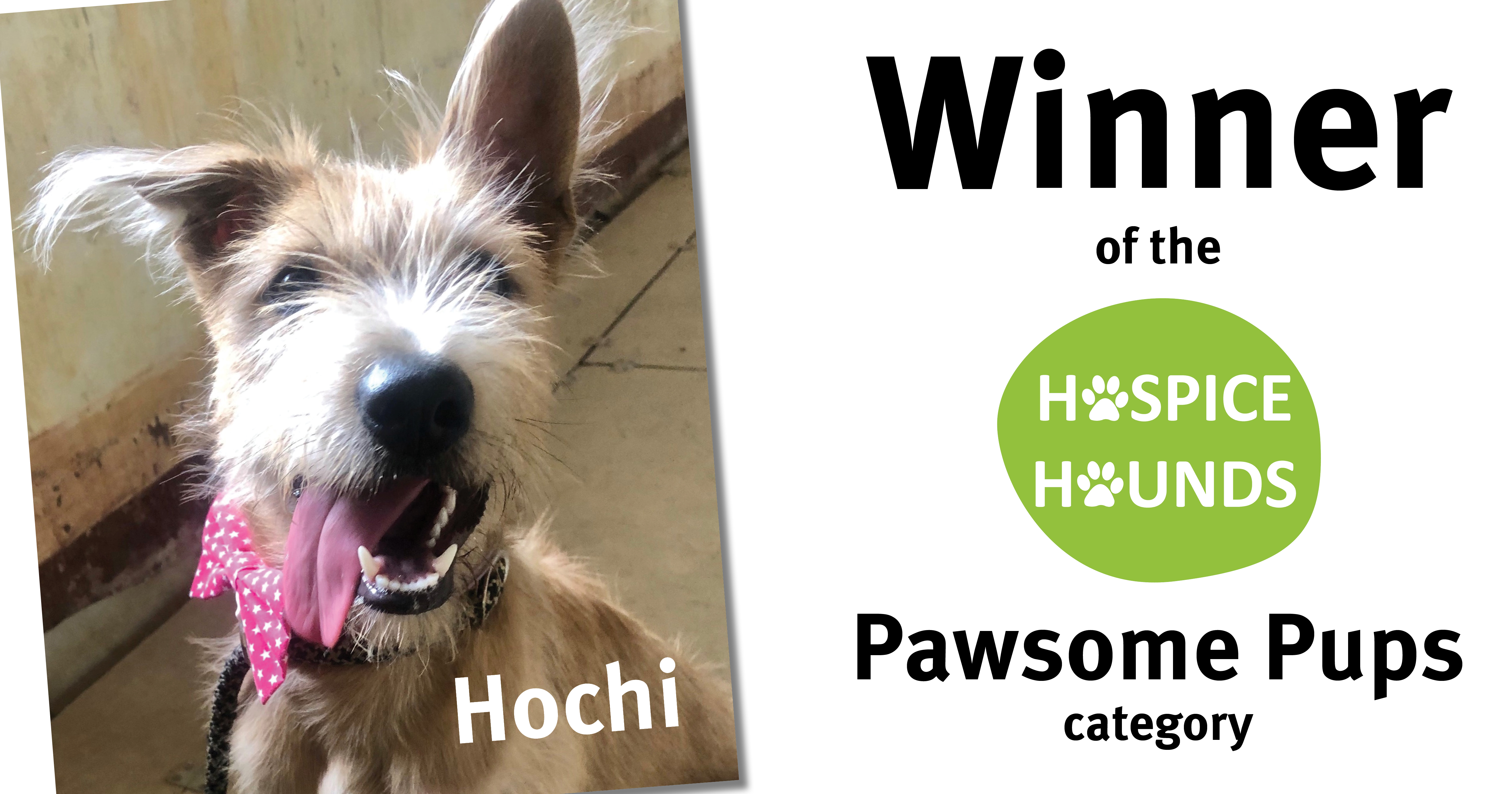 Hospice Hounds pawsome pups winner Hochi
