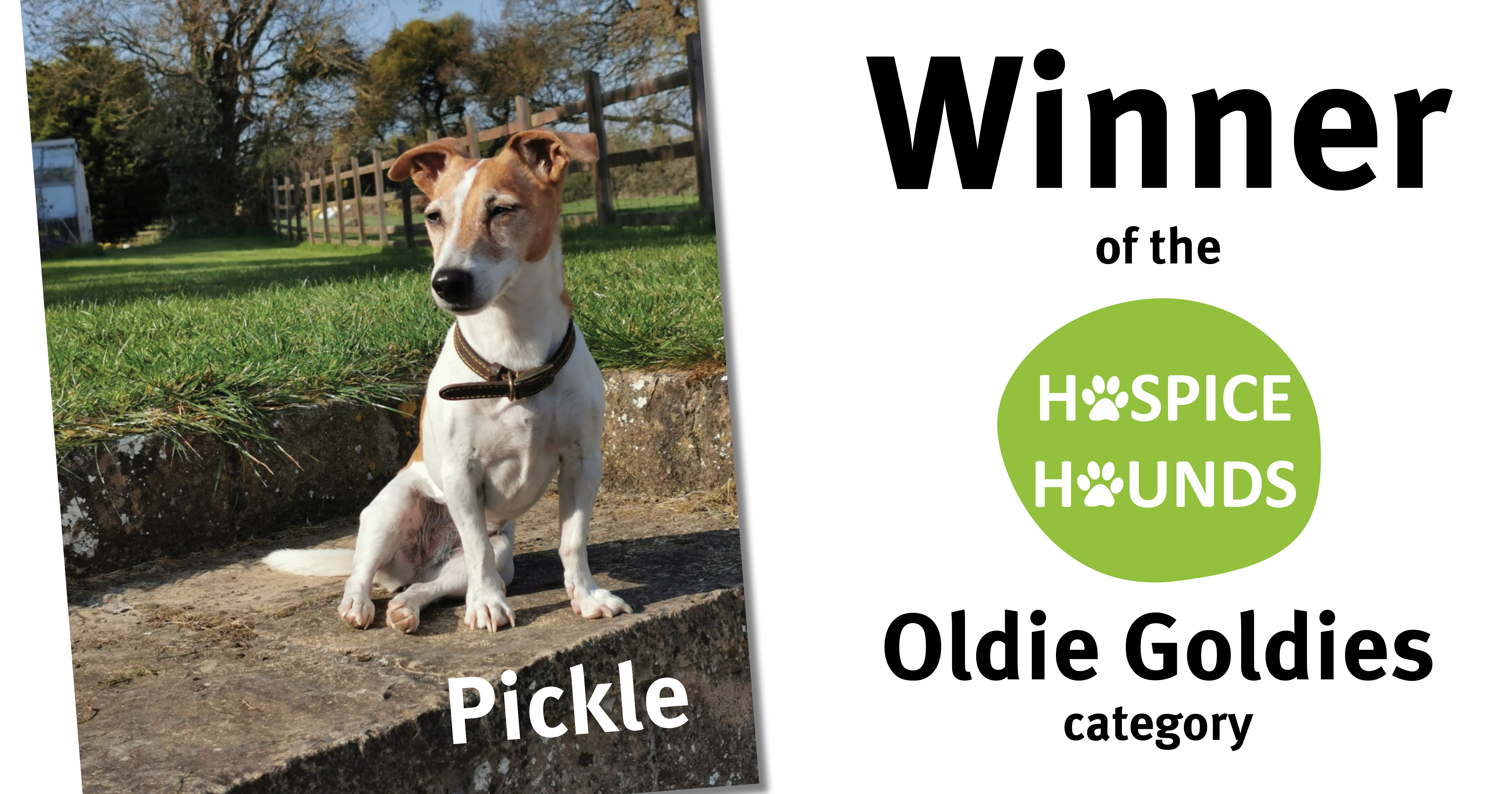 Hospice Hounds oldie goldie winner Pickle