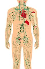 Lymphoedema body graphic