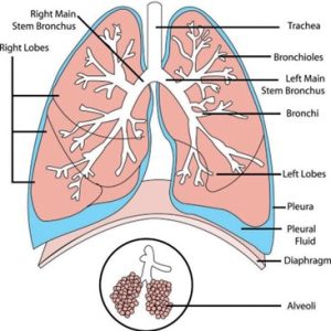a diagram of the lungs