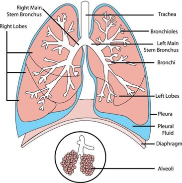 a diagram of the lungs