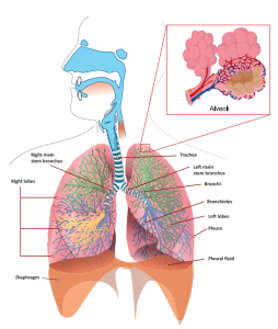 a diagram of the lungs, illustrating their different tissues and areas.