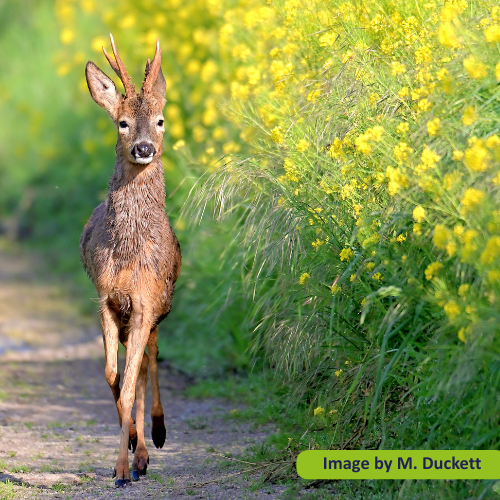 Somerset Calendar Photography Competition 2027 – animals in Somerset